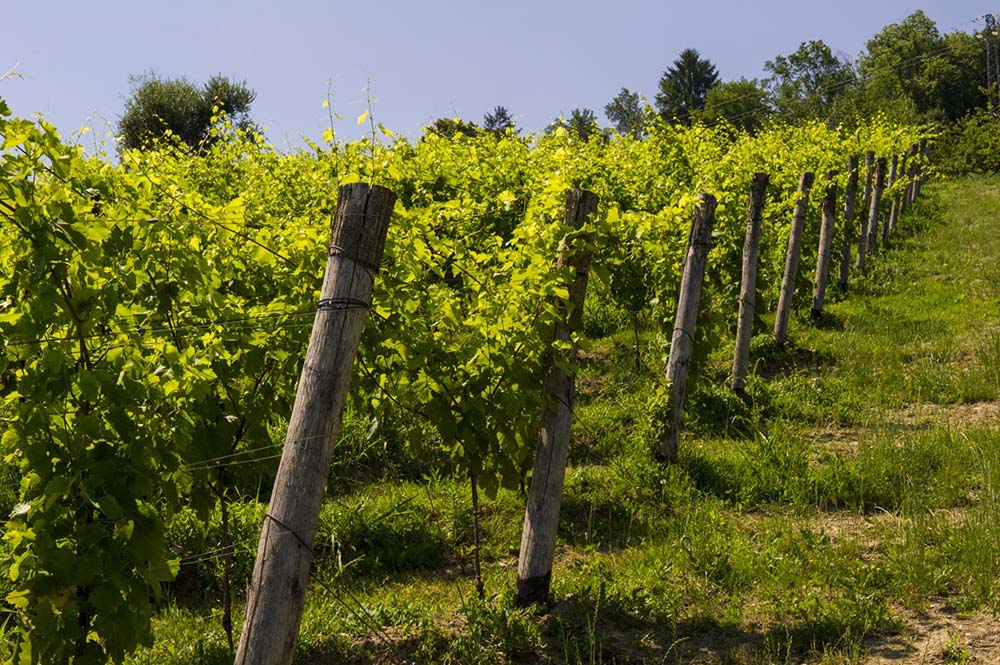 SANTA MARGHERITA SPA