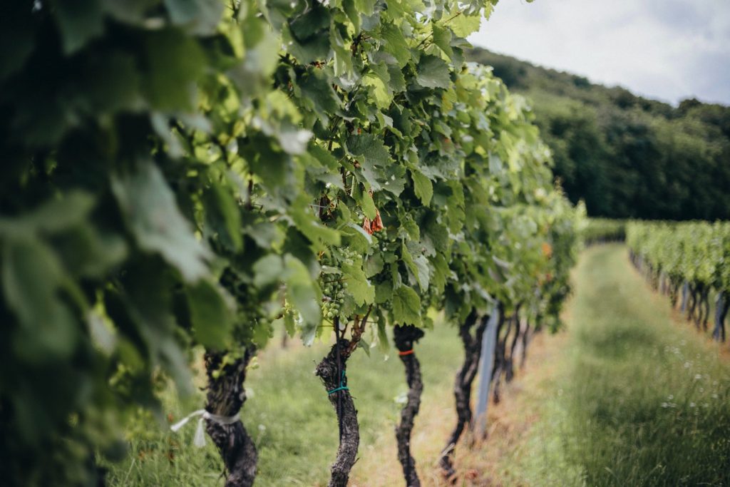 Weingut Michaela Riedmüller