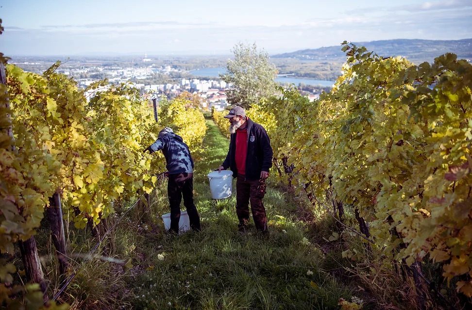 Weingut Alexander Zöller