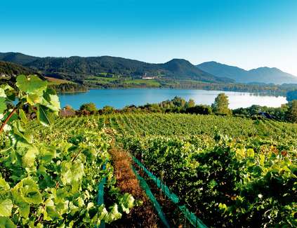 Weingut Heinz Velich