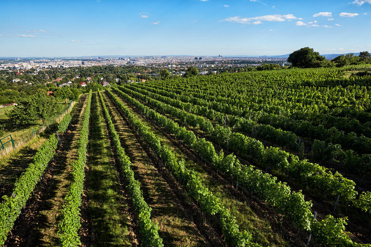 Weingut Hajszan Neumann