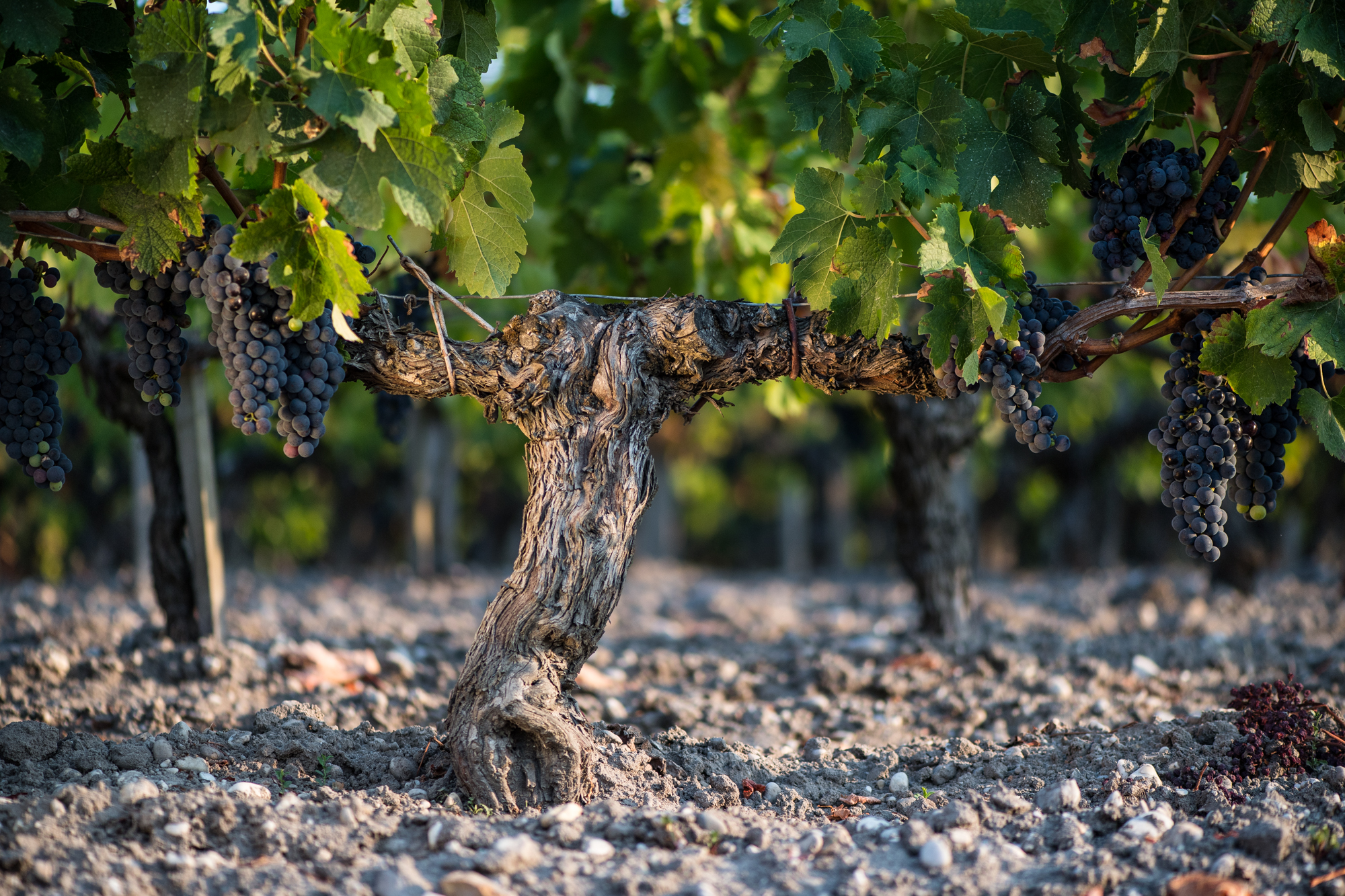 Chateau Rauzan-Ségla