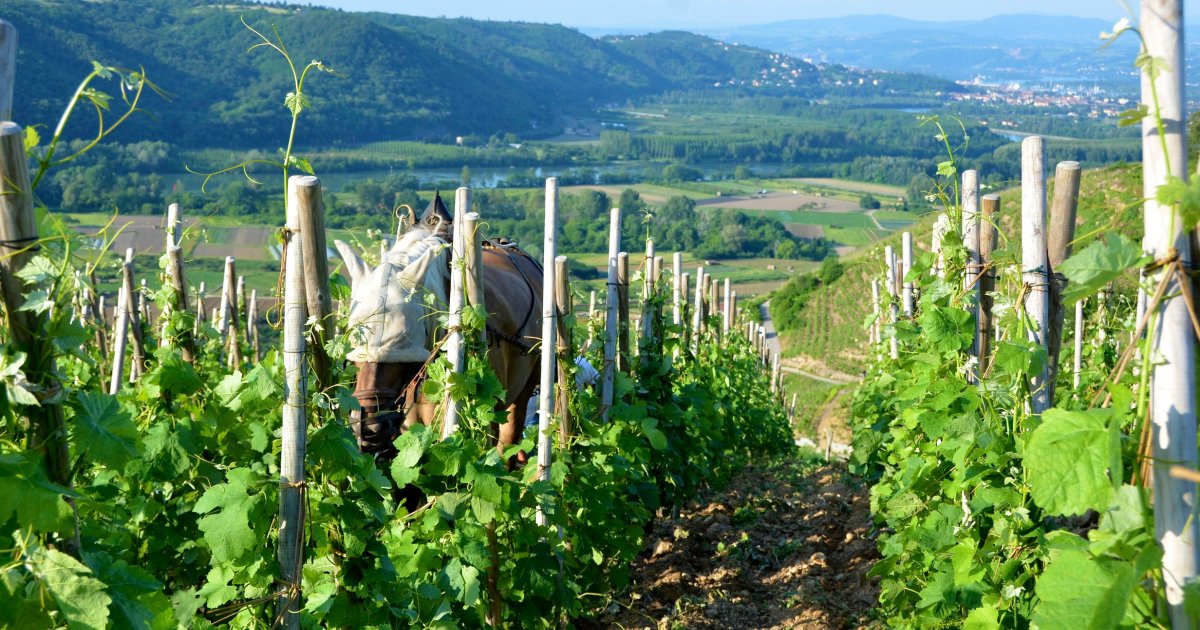 Domaine Stéphane Ogier