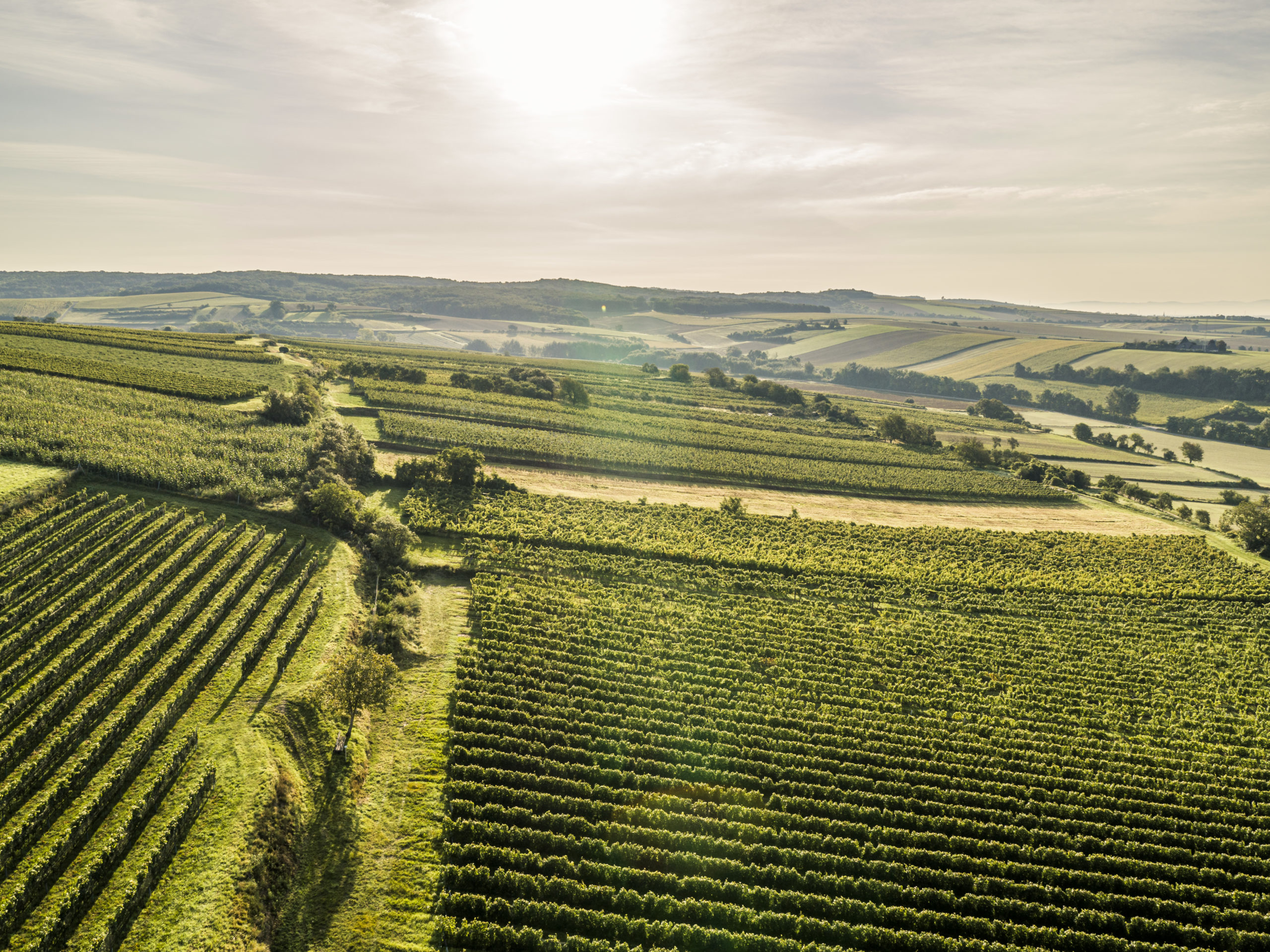 Weingut Josef Ehmoser