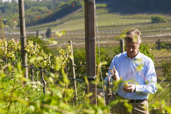  Bio Wein in Südtirol: Pioniere und Zukunftswinzer 