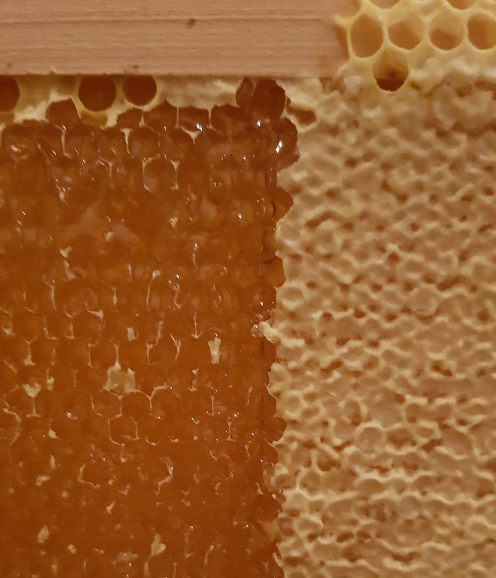 HINTERRAINERHOF HAFLING DES REITERER ULRICH