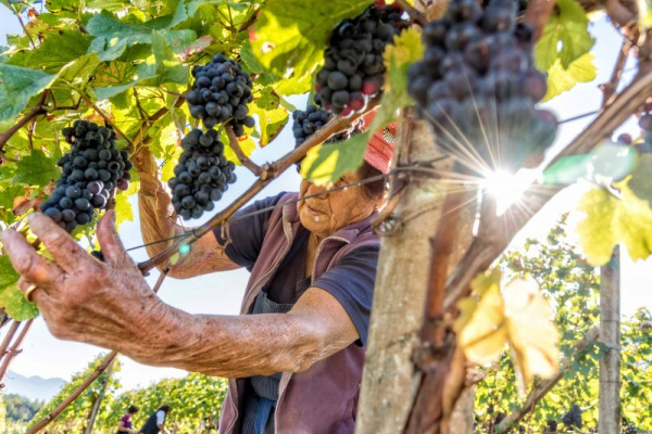 Weinjahr 2019: Turbulent vielversprechend