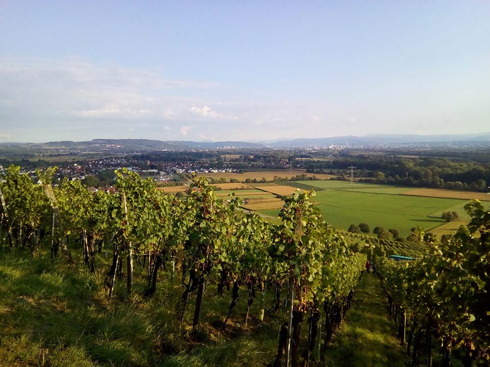 WEINGUT ZIEREISEN