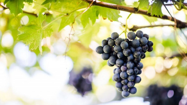 Vernatsch: Die autochthone Nr. 1