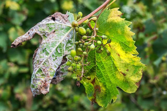 Oidio: una vite infestata dall'oidio. Le varietà PIWI sono naturalmente resistenti proprio a queste malattie.