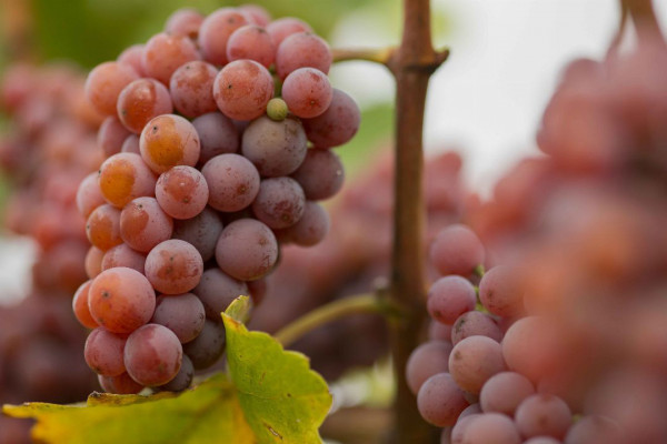 Was wisst ihr über Südtiroler Gewürztraminer?