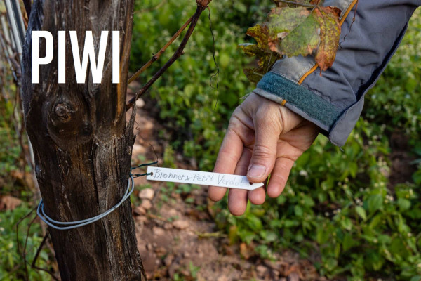 PIWI Weine: Alles was ihr wissen müsst