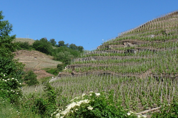 Domaine Vignobles Levet