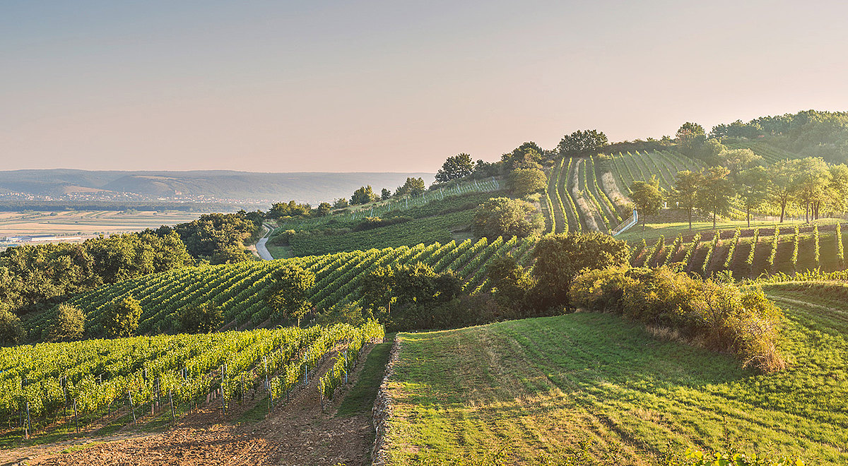 Weingut Stefan Zehetbauer