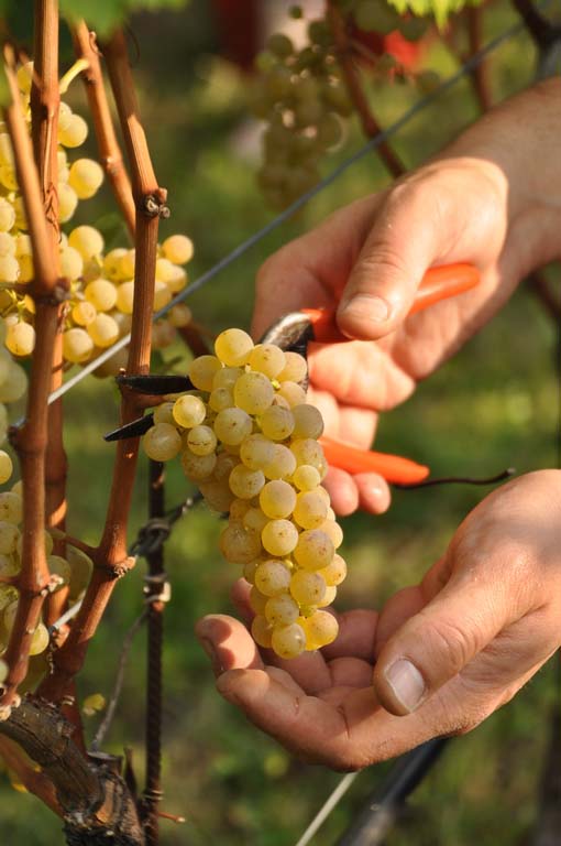 Bergkellerei Passeier