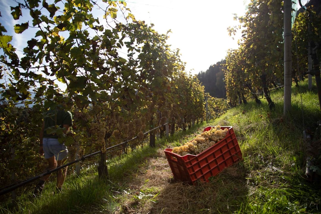 Johannes Meßner - Burgerhof