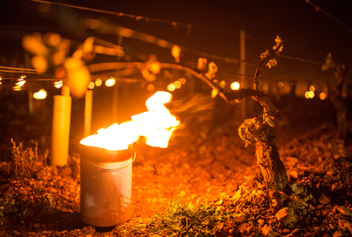 Spätfrost im Weinberg