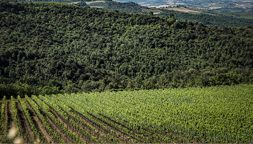 Pian delle Vigne