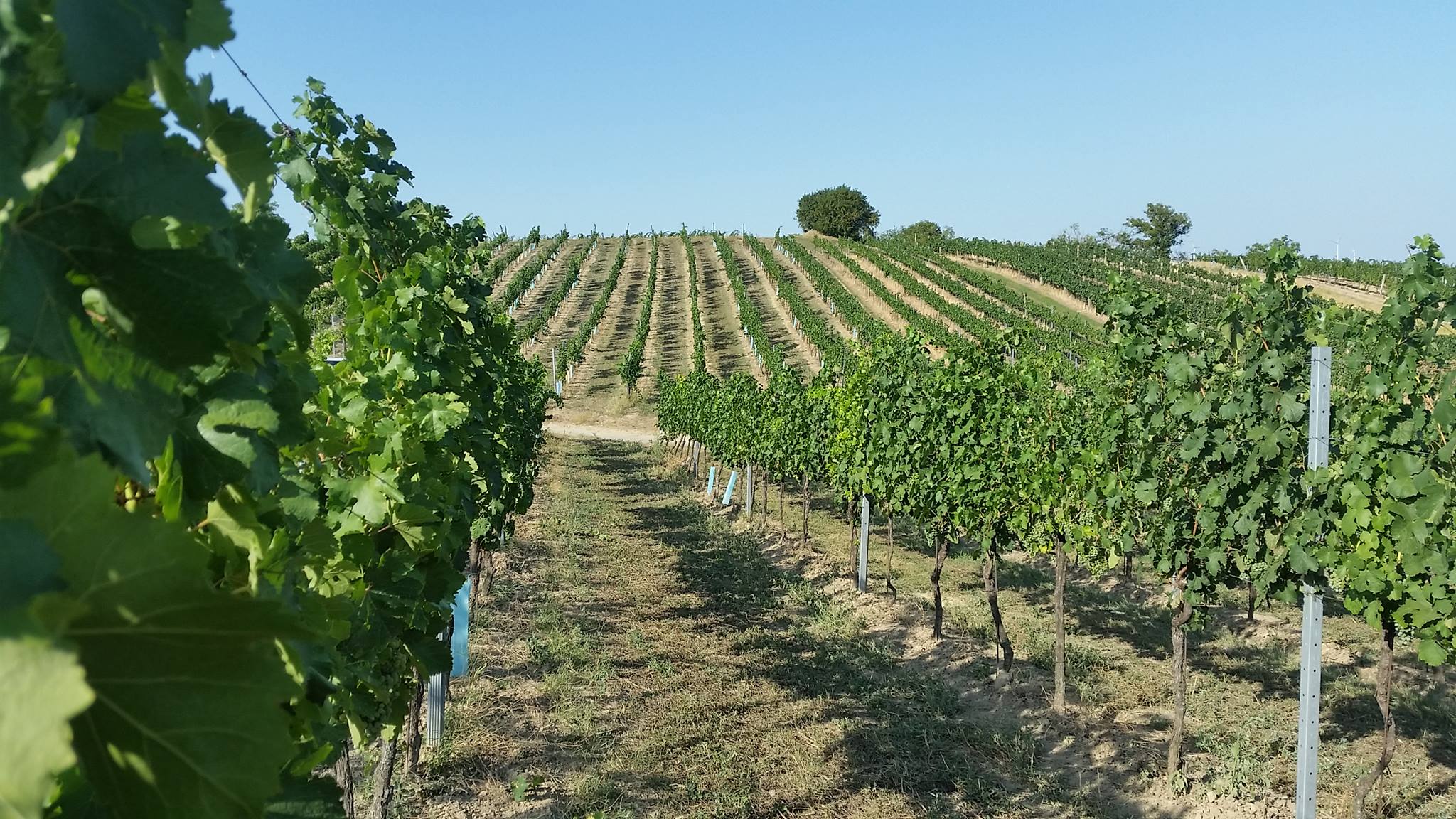 Bioweinbau Christian Mrozowski