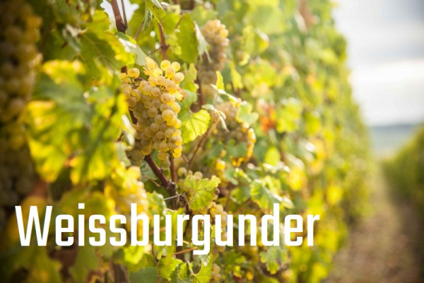 Südtiroler Weissburgunder