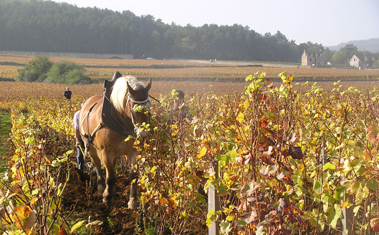 Domaine Bernard Dugat-Py