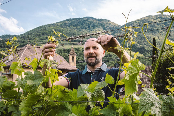 Das Weingut Ansitz Waldgries