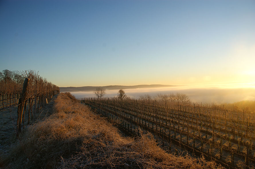 Weingut Josef Ehmoser