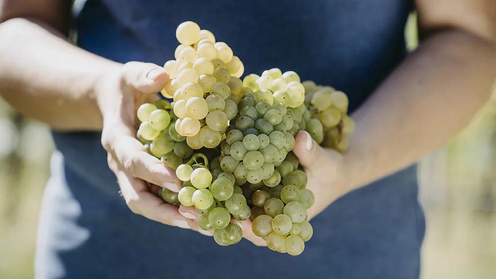 Stachlburg Schlossweingut 