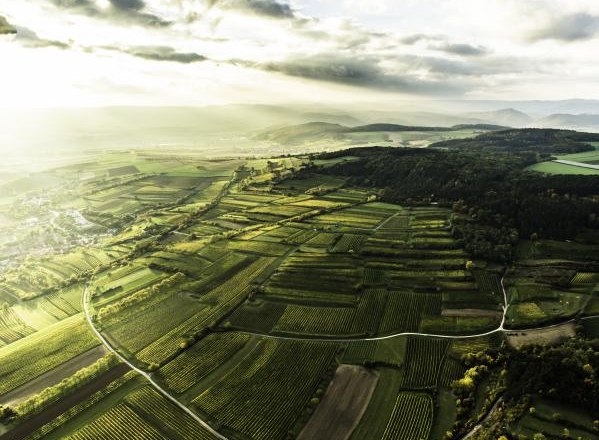 Weingut Ludwig Neumayer