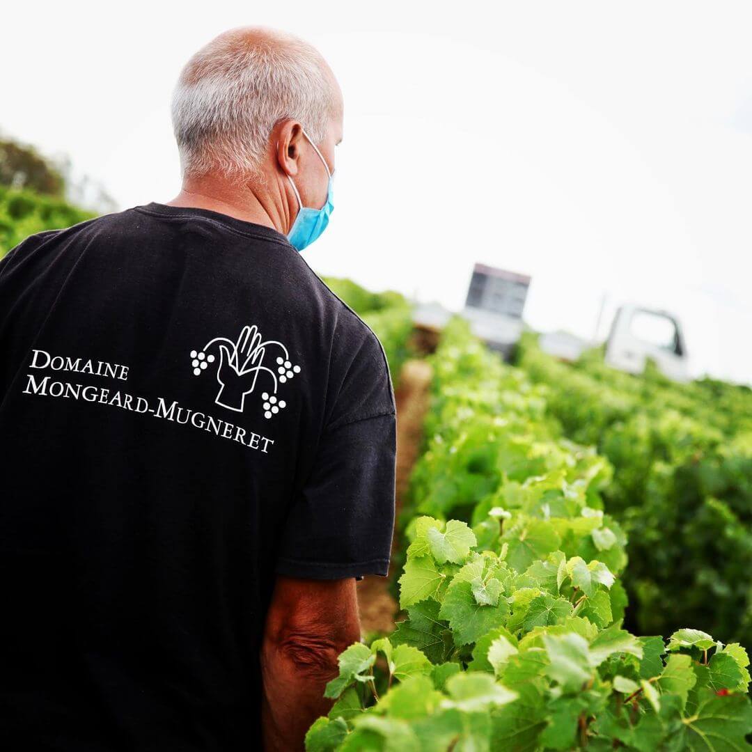 Domaine Mongeard-Mugneret 