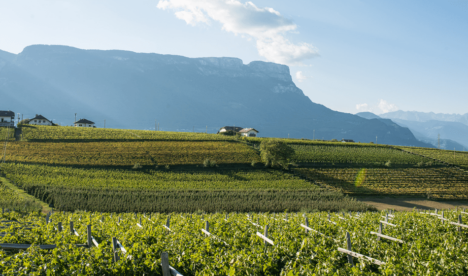 MARTINI K. & SOHN KG