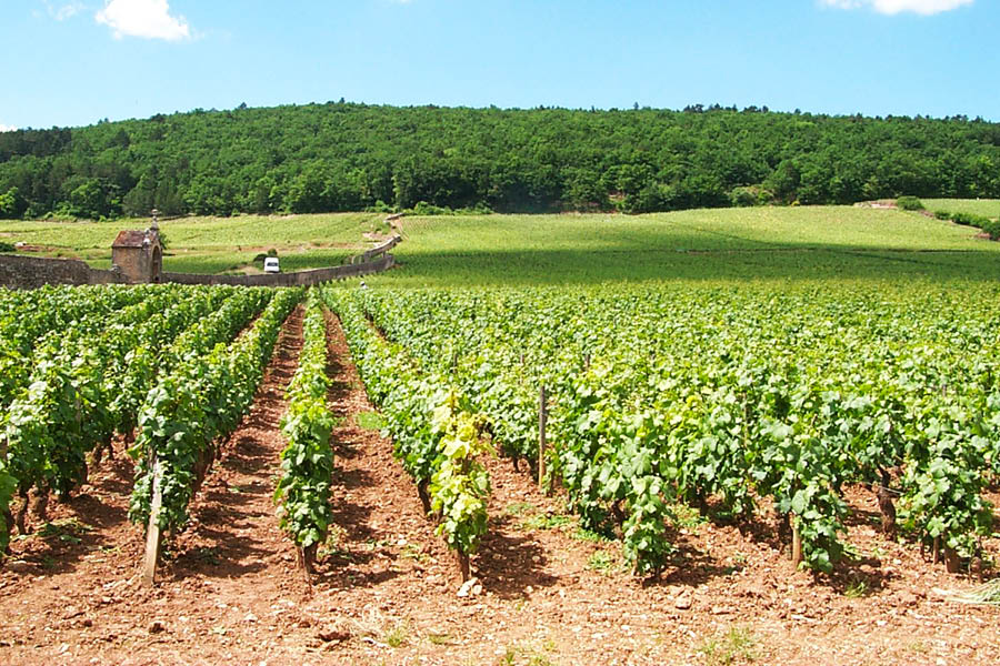 Domaine Comte Armand