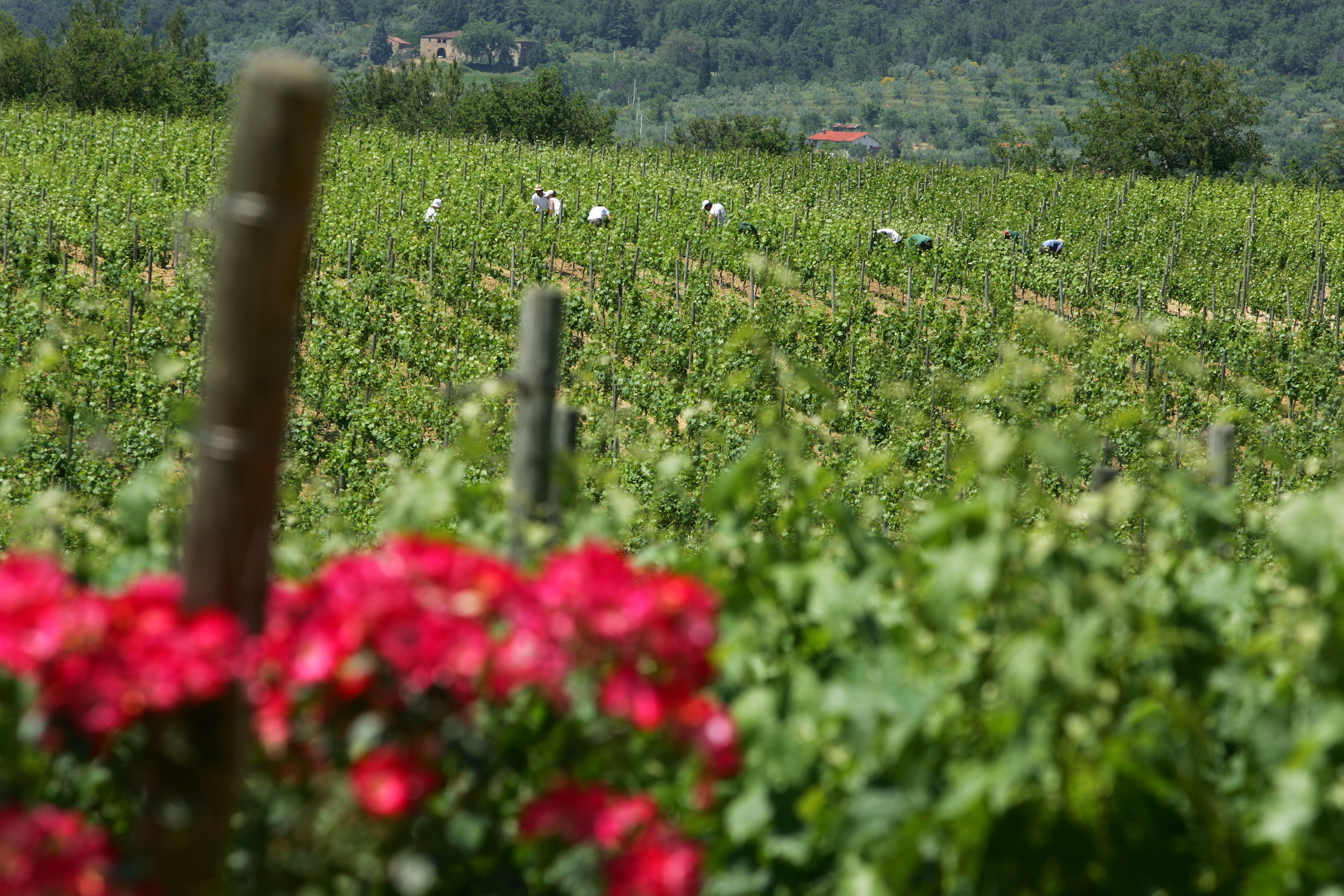 TENUTA SETTE PONTI SRL