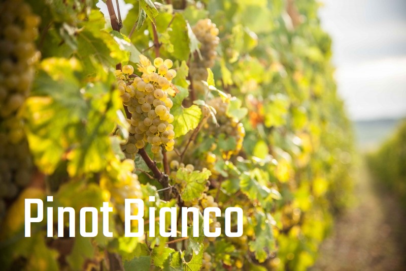 https://www.meranerweinhaus.com/it/su-di-noi/blog/pinot-bianco-altoatesino