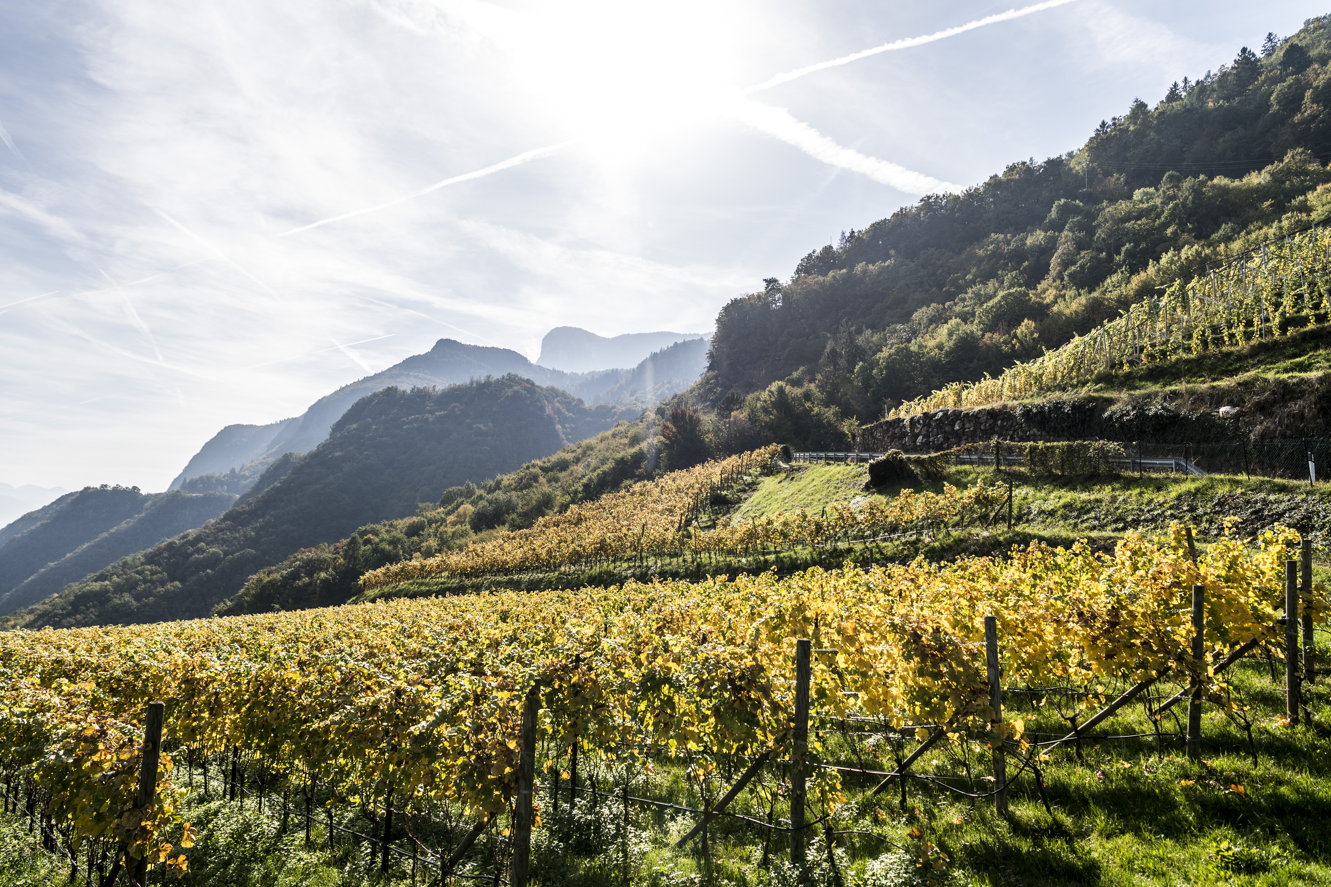 Kellerei Nals Margreid