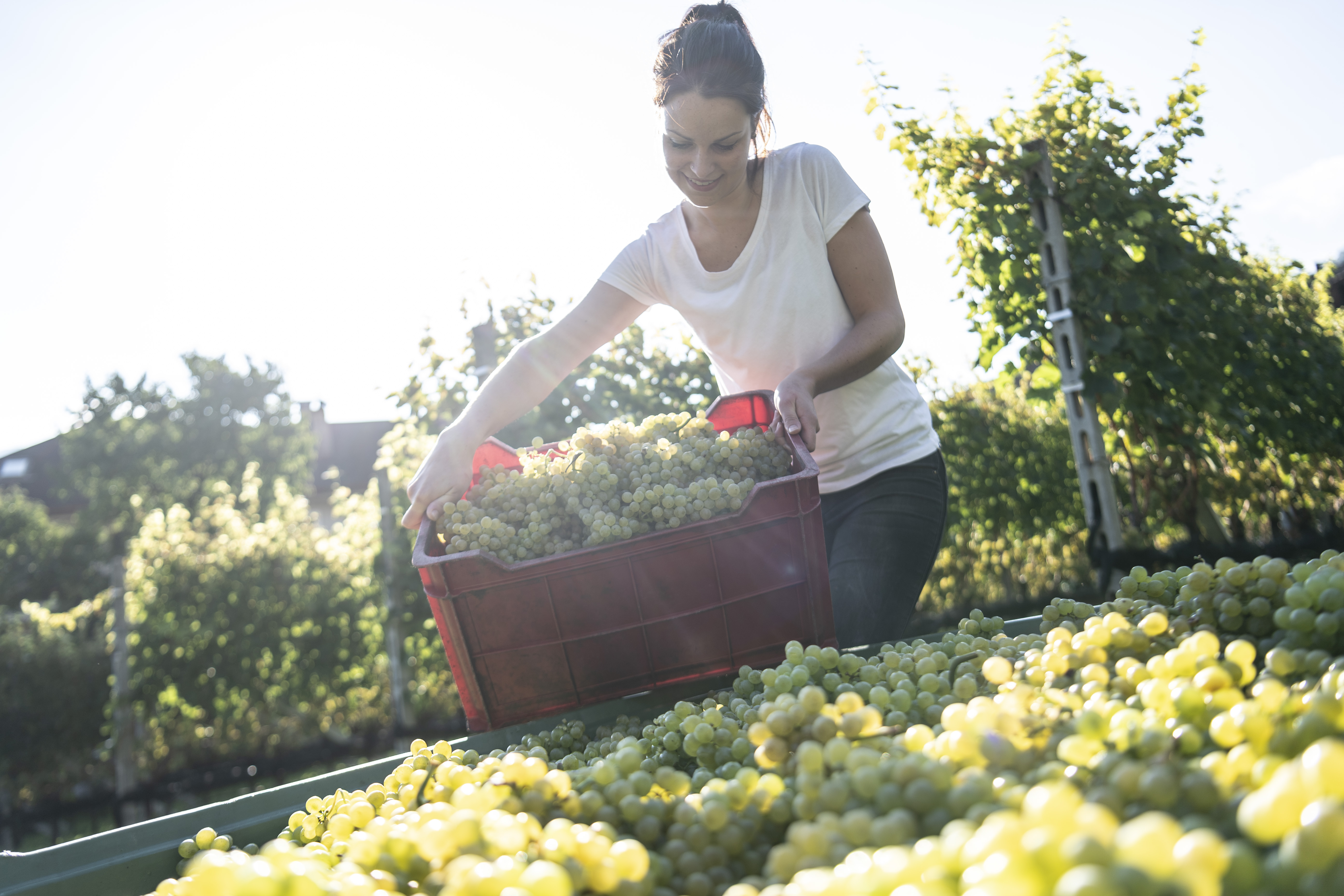 Kellerei Nals Margreid