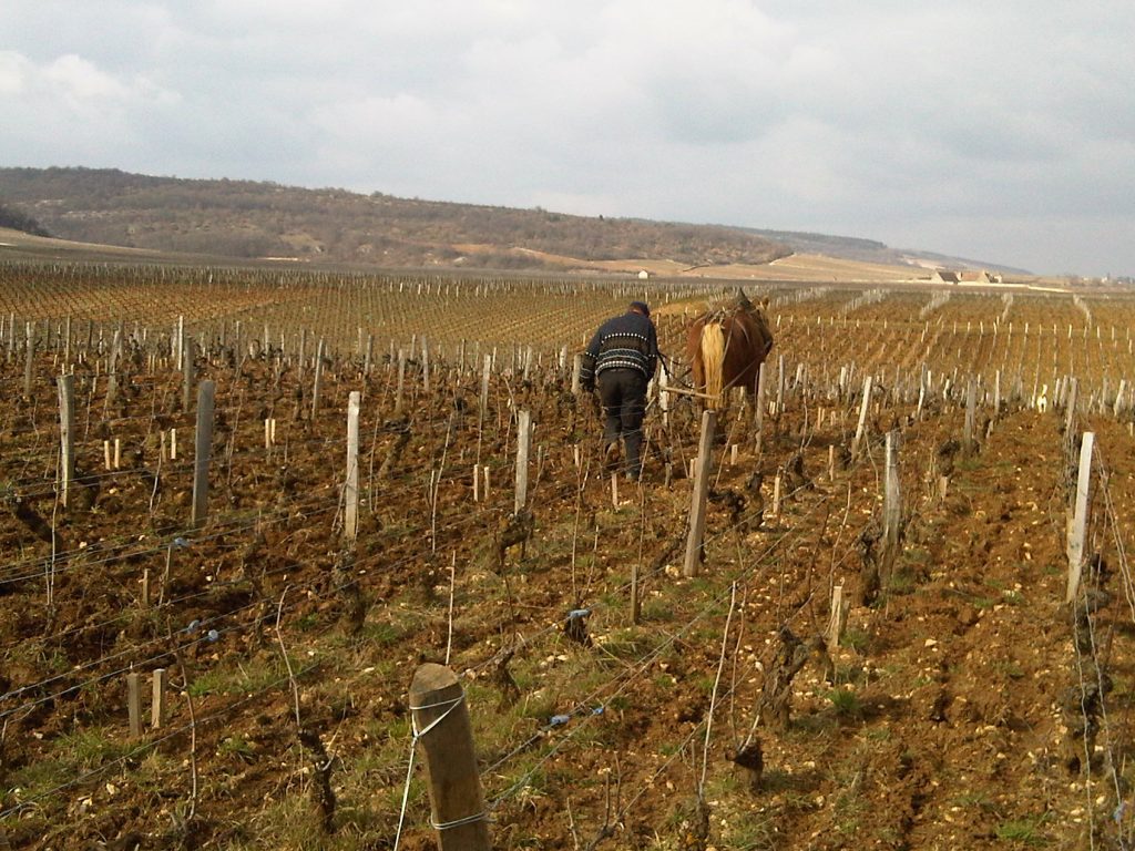 Domaine Forey Père & Fils