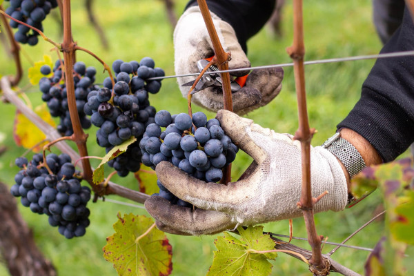 Lagrein: Top 5 Fakten 