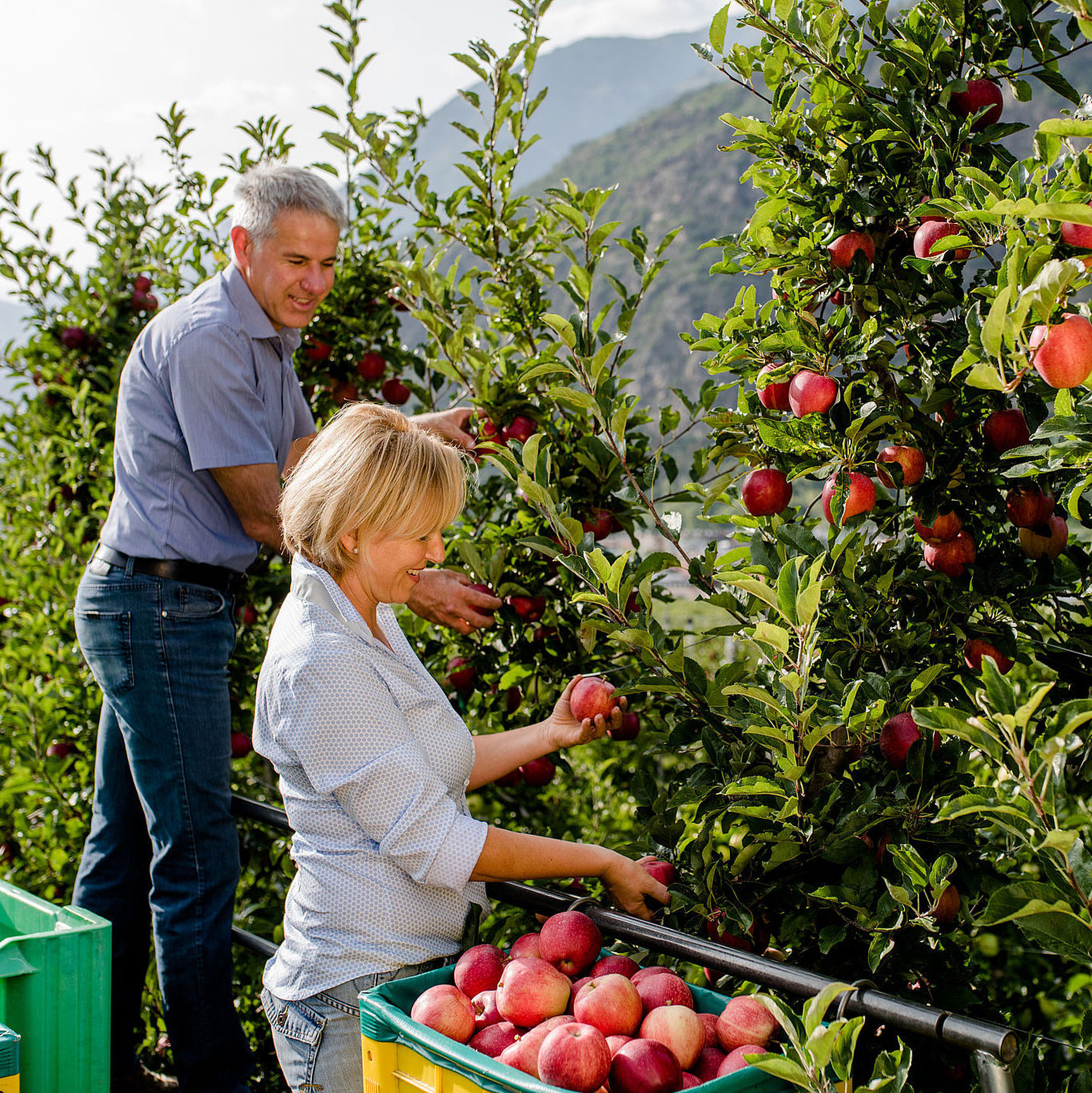 SUCCO DI MELA BIO TRENTINO 1 L | MELCHIORI