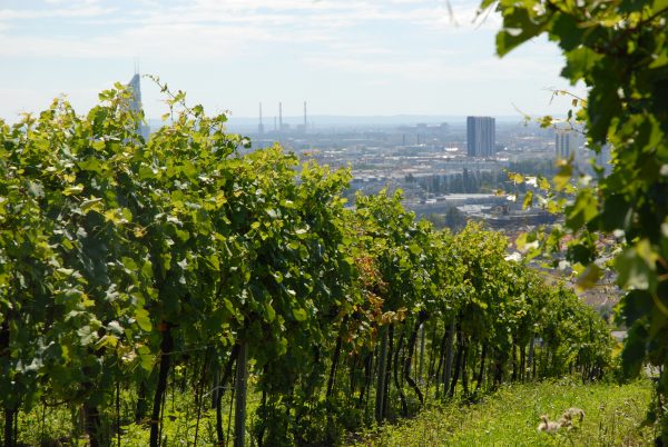Weingut Hajszan Neumann