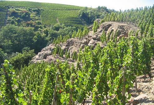 Domaine Vignobles Levet