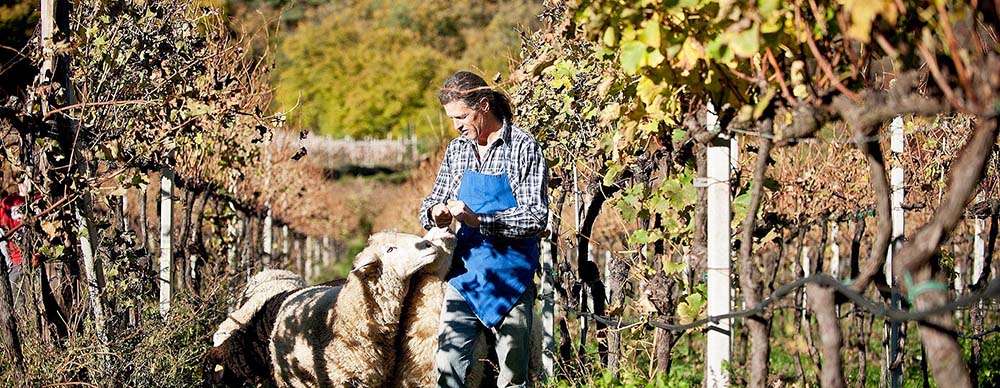 Tröpfltalhof - Bioweinhof 