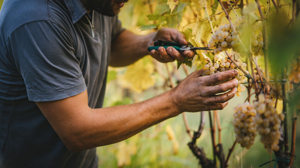 Weinernte in Südtirol