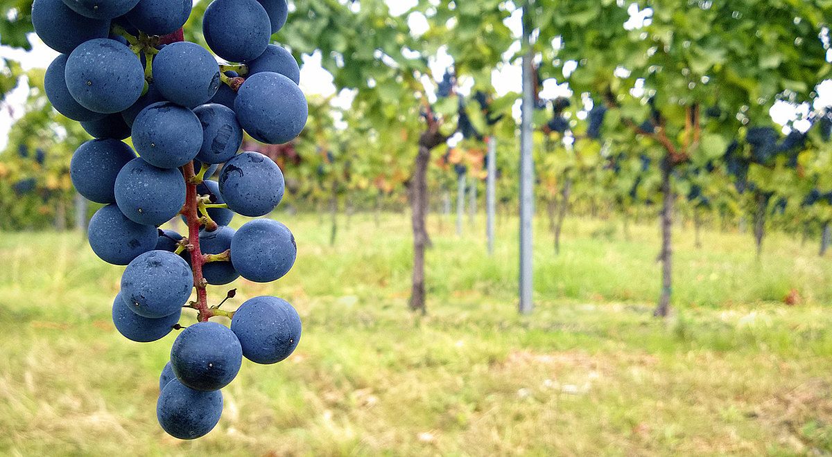 Weingut Stefan Zehetbauer