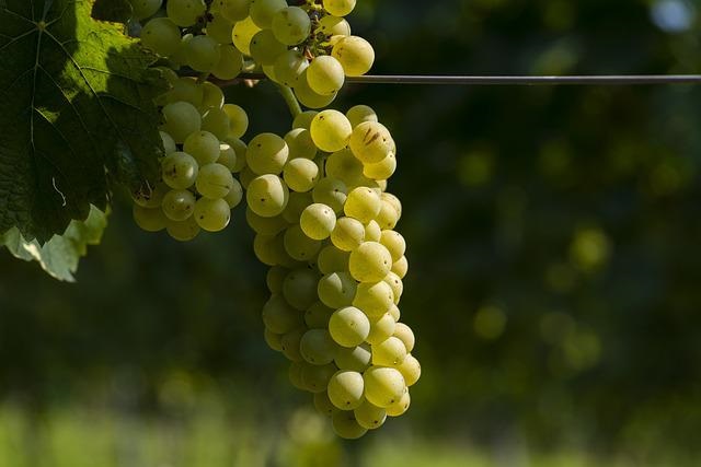 I grappoli aromatici e succosi