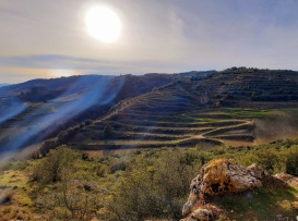 Domaine du Coulet - Matthieu Barret