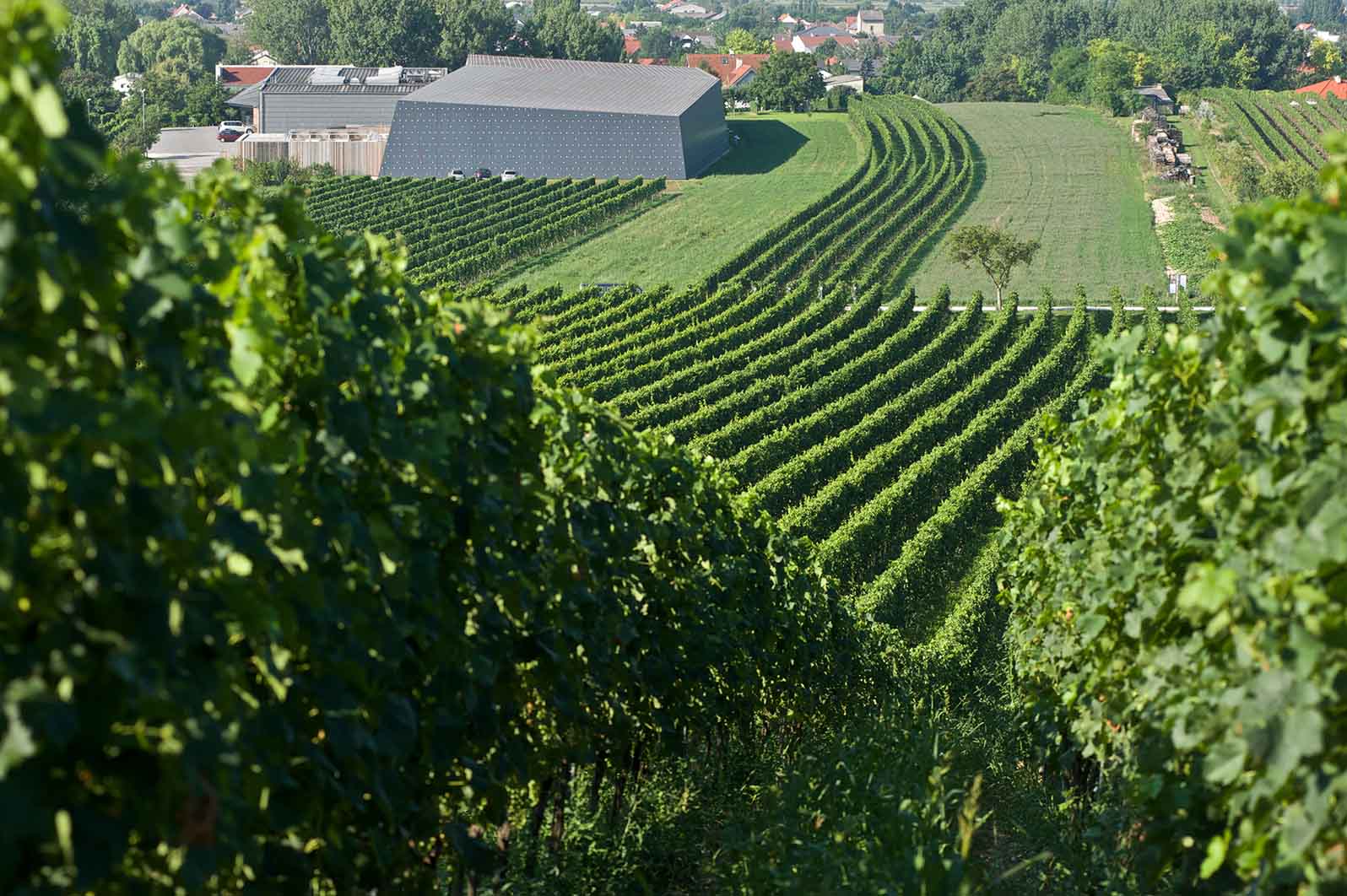 Weingut Heinrich