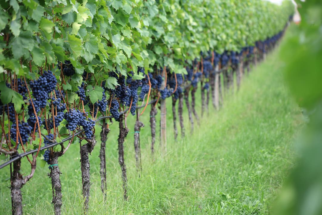 Klosterkellerei Muri Gries