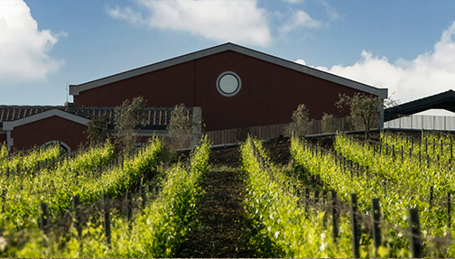 Pian delle Vigne