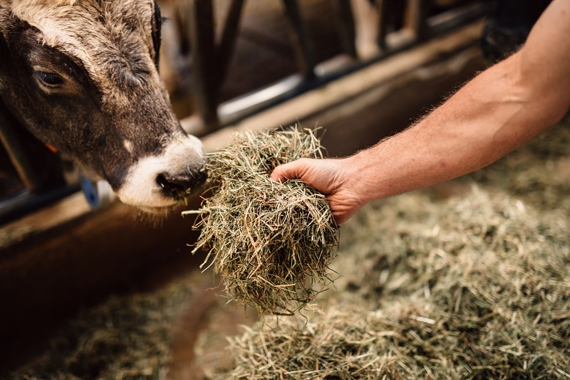 Mila - Bergmilch Südtirol